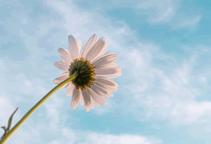 白虎视频免费观看的一次真实使用体验：长期使用后的效率变化与习惯调整